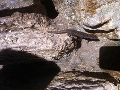 Urosaurus ornatus schottii