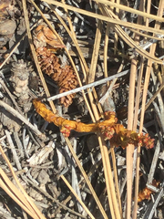 Arceuthobium vaginatum cryptopodum