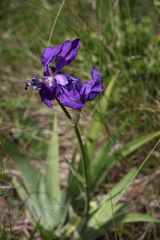 Iris pallida illyrica