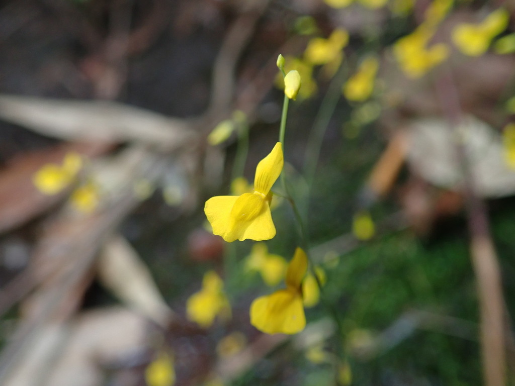 Utricularia odorata Pellegr.