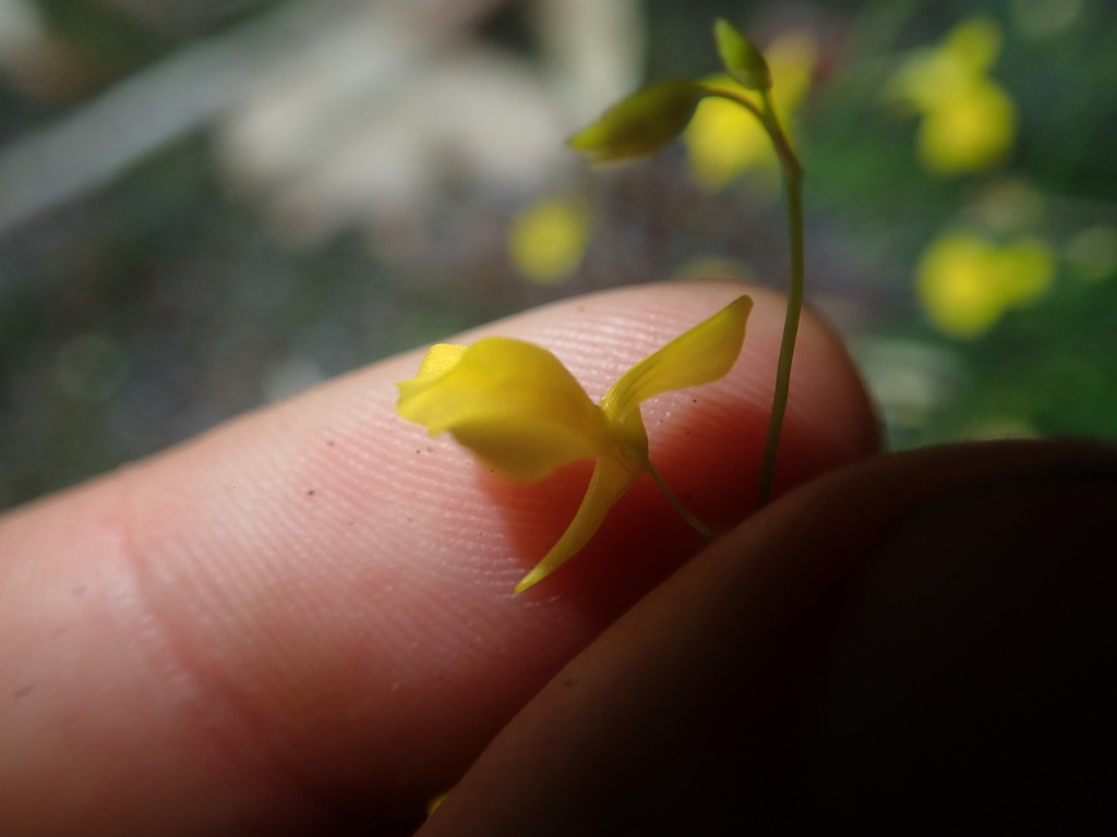 Utricularia odorata Pellegr. 2