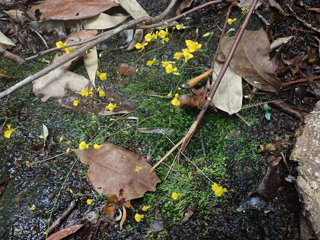 Utricularia odorata Pellegr. 3