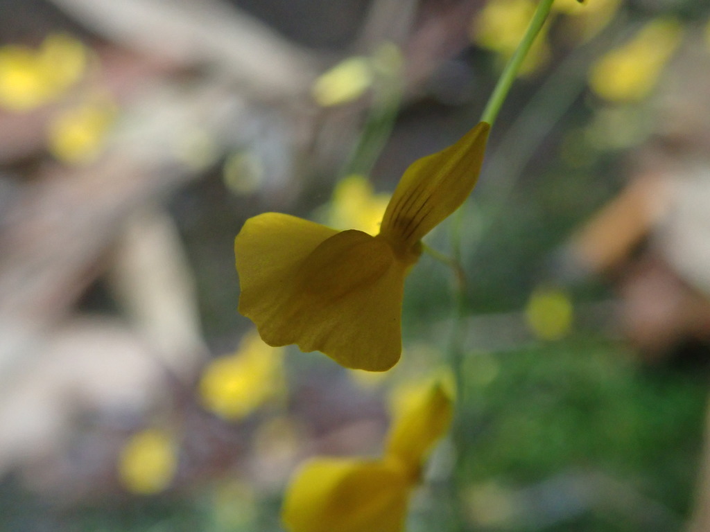 Utricularia odorata Pellegr. 4