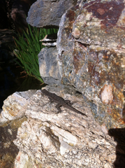 Urosaurus ornatus schottii