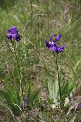 Iris pallida illyrica