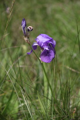 Iris pallida illyrica