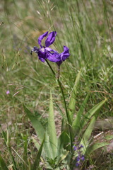 Iris pallida illyrica