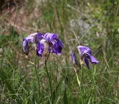 Iris pallida illyrica