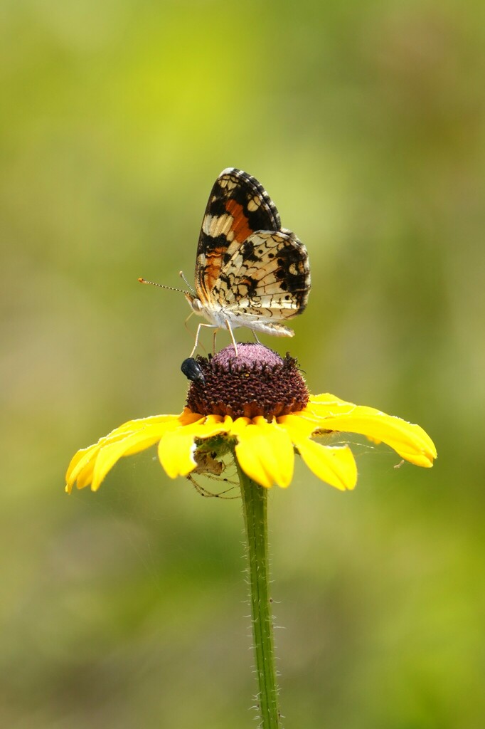 phaon-crescent-from-kissimmee-prairie-preserve-state-park-33104-nw