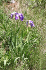 Iris pallida illyrica