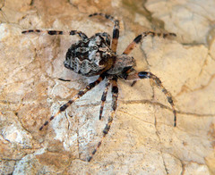 Araneus angulatus