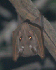 Epomophorus angolensis