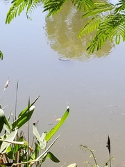 Trachemys scripta elegans