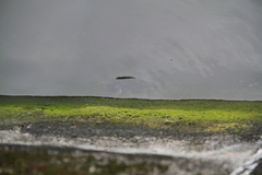Acanthopagrus schlegelii