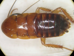 Shelfordella lateralis