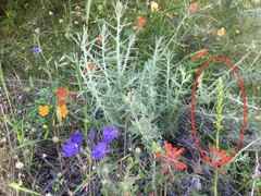 Platanthera michaelii