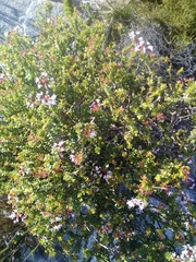 Agathosma ciliaris