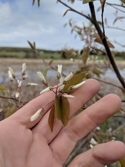 Amelanchier × intermedia