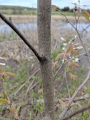 Amelanchier × intermedia