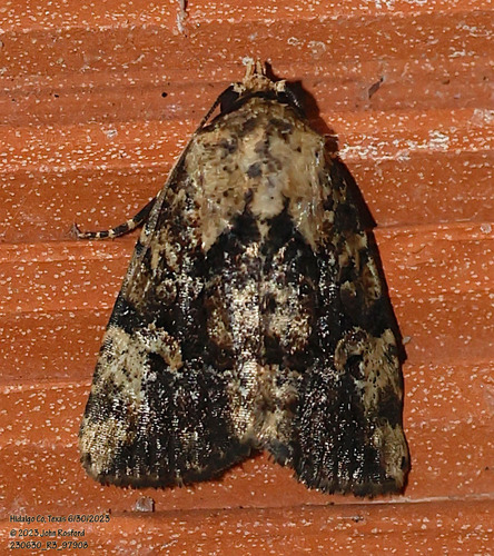 Exesa Midget Moth photo 2