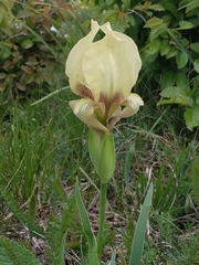 Iris reichenbachii