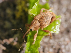 Curculio venosus