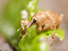 Curculio venosus