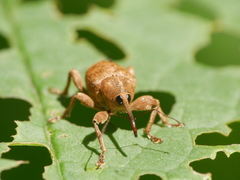 Curculio venosus