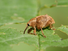 Curculio venosus