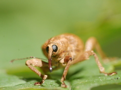 Curculio venosus