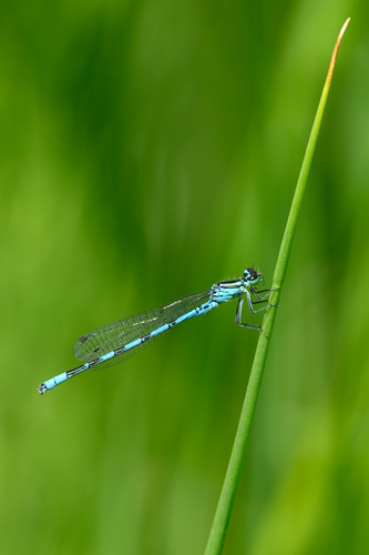 Spearhead bluet, Haaksbergen, Nederland, photo 8 of 10