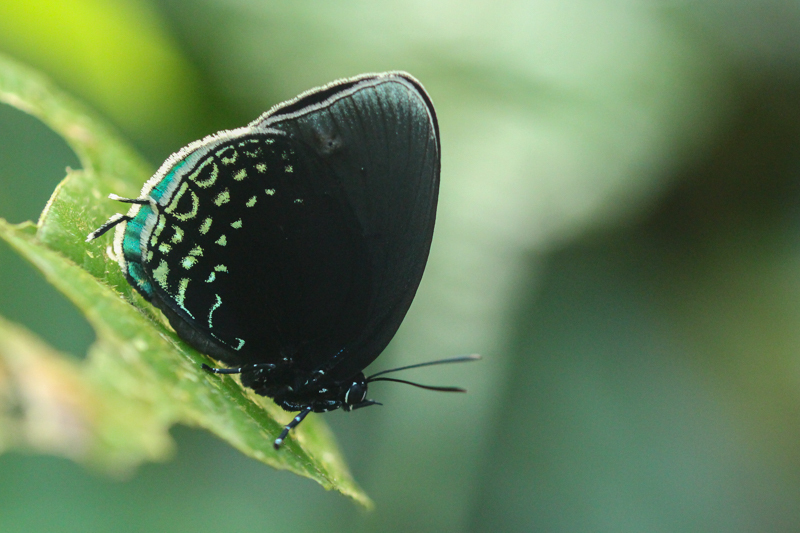 Eumaeina