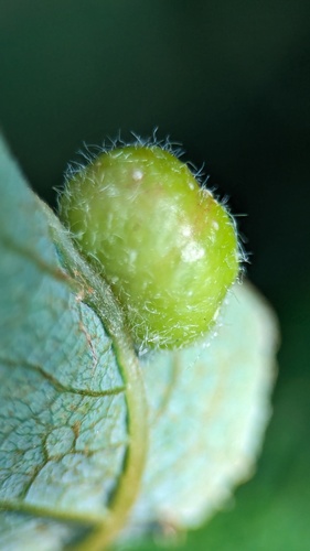 Pontania pedunculi