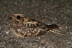 Caprimulgus asiaticus