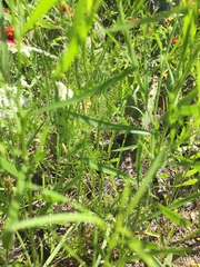 Bifora americana