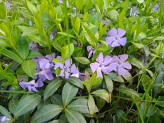 Vinca minor