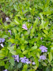 Vinca minor