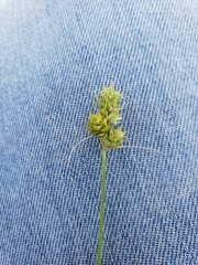 Carex muehlenbergii