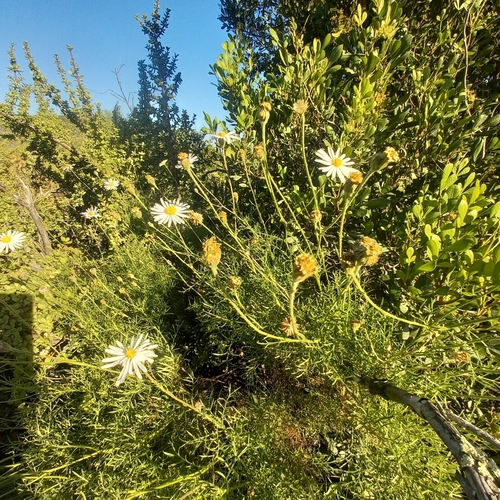 Snake Root (Garuleum bipinnatum)