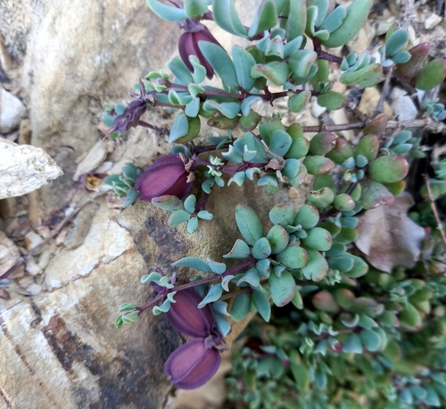 Brown Twinleaf (Roepera debilis)
