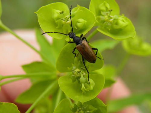 Dėmėtaūsis žieduolis