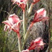 Gladiolus guthriei - Photo (c) Marian Oliver, algunos derechos reservados (CC BY-NC), subido por Marian Oliver