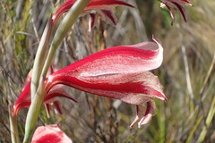 Gladiolus guthriei