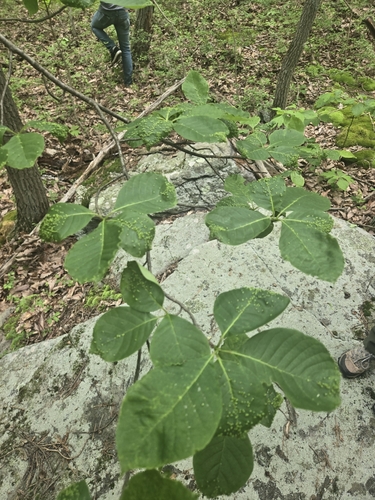 Buck Ridge Trail