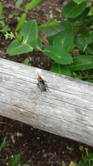 Pseudomops septentrionalis