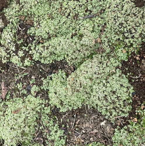 Riccia hawaiiensis, 2024-05-27