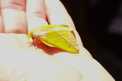 Syssphinx bisecta