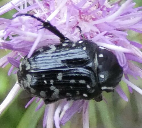 Middle Eastern Flower Scarab