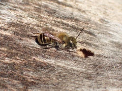 Osmia caerulescens