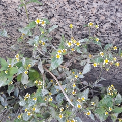 Galinsoga quadriradiata